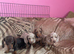 Pedigree miniature dachshund Puppies