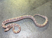 Cb26 corn snakes WOW AMAZING!