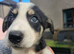 Last pup of the litter
