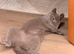British shorthair ( blue )