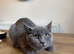 British shorthair kittens