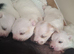 Beautiful Jack Russell pups for sale!