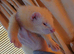 Albino hob