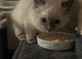 Ragdoll kitten