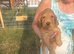 Cocker Spaniel boys available