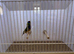 Gouldian Finch Cock Bird For Sale (RH, PB, Dilute)