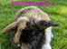Mini lop babies