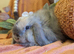 Mini lop cashmere