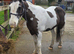Bob the cob