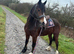 Stella 5 year old section d mare