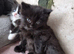Beautiful kittens almost ready to go