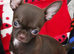 Adorable chihuahua puppies ready for ther forever home