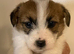 Stunning RKC registered Jack Russell puppies