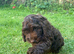 Very small F1 cockapoo puppies for sale
