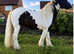 Luca is a 4 year old traditional cob gelding