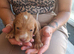Stunning sprocker pups