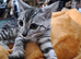 Female bengal