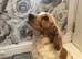 2 year old cocker spaniel girl