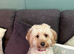 Female Cavapoo for sale