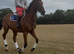 Striking 16.2 12yr gelding