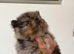 Blue Merle Pomerianian Tiny Toy Breed