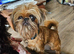 Brussels griffon adult