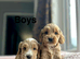 5 lovely cockapoo puppies ready to leave us from 3rd July