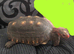 Huge Red foot tortoise