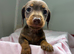 Miniature dachshund puppies