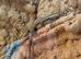 Pair of kimbery rock monitors