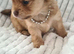 Pomchi Girls