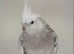 5 cockatiels for sale &pound;300