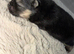 Pomeranians