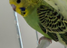 Hand Tame Budgie Chicks Ready Soon