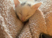 maine coon cross kittens