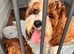 Dark Red Cavapoo Puppies