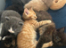Maine coon kittens