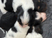 Stunning Health tested f1 jackapoo puppies