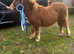 Top class registered standard shetland