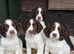 Gorgeous Cheeky Springer Spaniel Pups