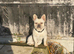Koko needs a good home
