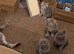 Scottish Fold /Straight male kittens/vaccinated, microchipped, vet checked