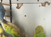 Lovely young male budgie