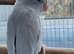 2 bonded parrolets