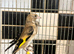 Top class hand tamed goldfinches and mules available! All bbc rung birds !