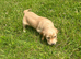 Cocker spaniel puppies