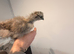 Silkie chicks 1-13 weeks old