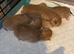 5 beautiful kittens
