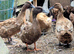 Khaki Campbell's (4 ducks & 1 drake)