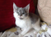 Short haired x maine coon kittens for sale